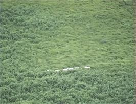 All the sheep around Tyncornel youth hostel seem to stick to the well-trodden sheep tracks when traversing the hills